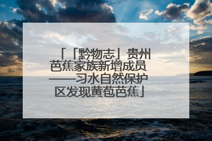 「黔物志」贵州芭蕉家族新增成员——习水自然保护区发现黄苞芭蕉