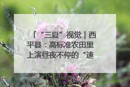 “三夏”视觉｜西平县：高标准农田里上演昼夜不停的“速度与激情”