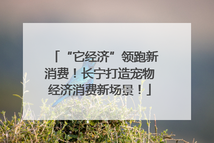 “它经济”领跑新消费！长宁打造宠物经济消费新场景！