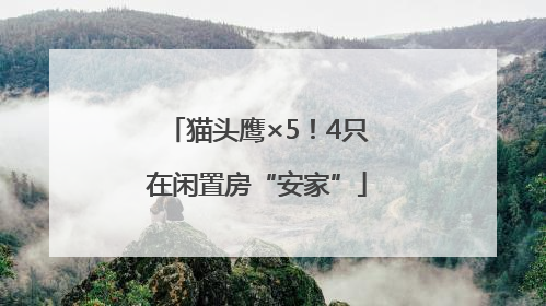 猫头鹰×5！4只在闲置房“安家”