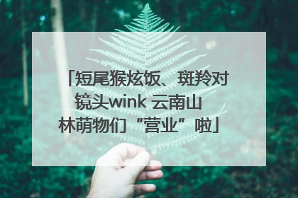 短尾猴炫饭、斑羚对镜头wink 云南山林萌物们“营业”啦