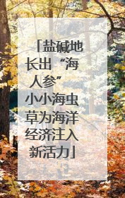 盐碱地长出“海人参” 小小海虫草为海洋经济注入新活力