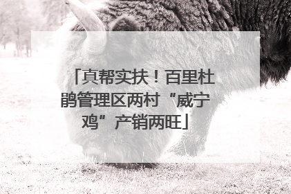 真帮实扶！百里杜鹃管理区两村“威宁鸡”产销两旺