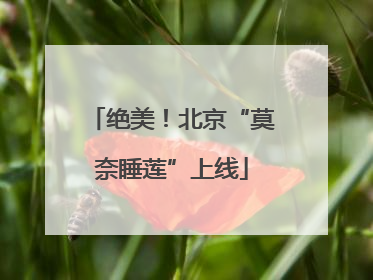 绝美！北京“莫奈睡莲”上线