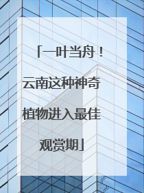 一叶当舟！云南这种神奇植物进入最佳观赏期