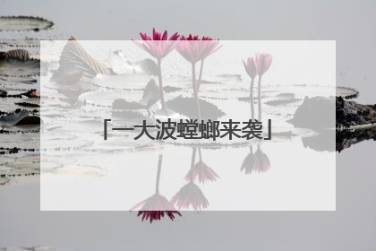 一大波螳螂来袭