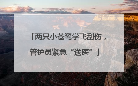 两只小苍鹭学飞刮伤，管护员紧急“送医”