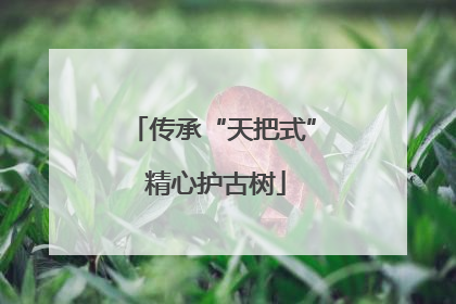 传承“天把式” 精心护古树