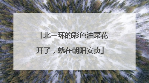 北三环的彩色油菜花开了，就在朝阳安贞