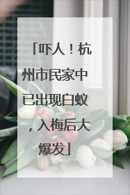 吓人！杭州市民家中已出现白蚁，入梅后大爆发