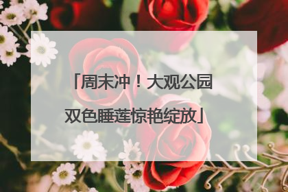 周末冲！大观公园双色睡莲惊艳绽放