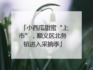 小西瓜甜蜜“上市”，顺义区北务镇进入采摘季