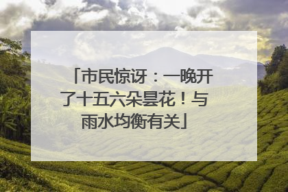 市民惊讶：一晚开了十五六朵昙花！与雨水均衡有关
