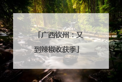 广西钦州：又到辣椒收获季
