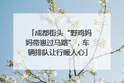 成都街头“野鸡妈妈带崽过马路”，车辆排队让行暖人心