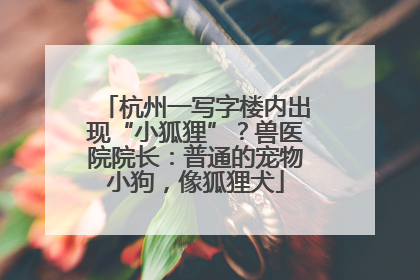 杭州一写字楼内出现“小狐狸”？兽医院院长：普通的宠物小狗，像狐狸犬