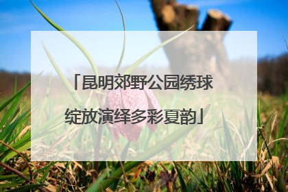 昆明郊野公园绣球绽放演绎多彩夏韵