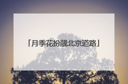月季花扮靓北京道路