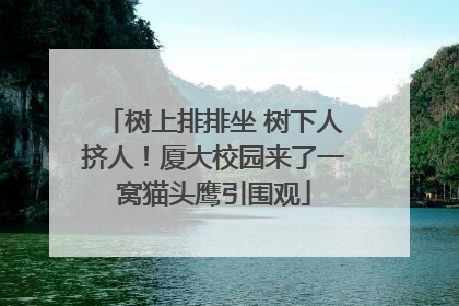 树上排排坐 树下人挤人！厦大校园来了一窝猫头鹰引围观