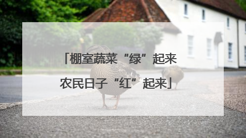 棚室蔬菜“绿”起来 农民日子“红”起来