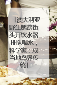 澳大利亚野生鹦鹉街头开饮水器排队喝水，科学家：成当地鸟界传统