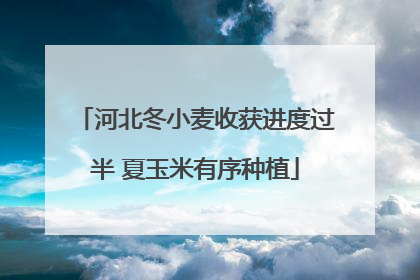 河北冬小麦收获进度过半 夏玉米有序种植