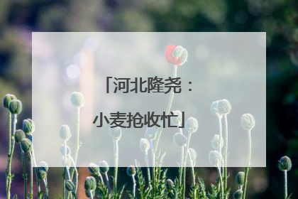 河北隆尧：小麦抢收忙