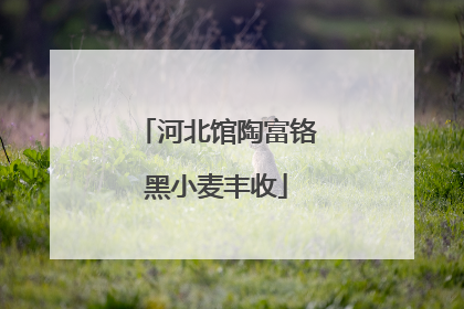 河北馆陶富铬黑小麦丰收