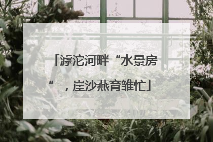 滹沱河畔“水景房”，崖沙燕育雏忙
