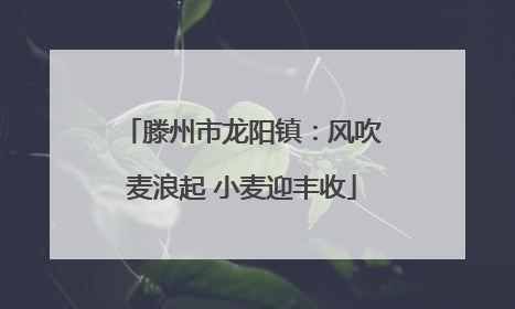 滕州市龙阳镇：风吹麦浪起 小麦迎丰收