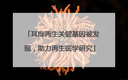 耳廓再生关键基因被发现，助力再生医学研究