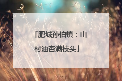 肥城孙伯镇：山村油杏满枝头