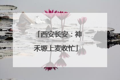 西安长安：神禾塬上麦收忙