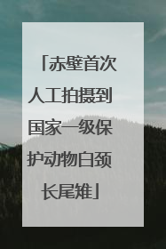 赤壁首次人工拍摄到国家一级保护动物白颈长尾雉