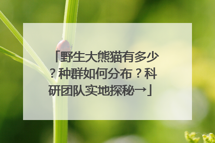 野生大熊猫有多少？种群如何分布？科研团队实地探秘→