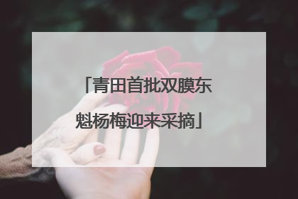 青田首批双膜东魁杨梅迎来采摘