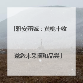 雅安雨城：黄桃丰收 邀您来采摘和品尝