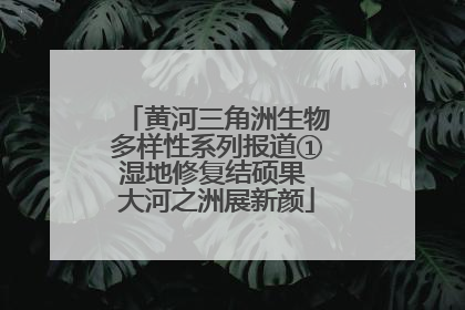 黄河三角洲生物多样性系列报道①湿地修复结硕果 大河之洲展新颜