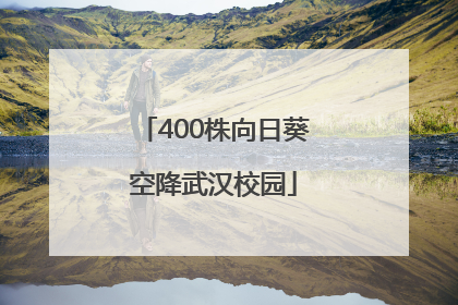 400株向日葵空降武汉校园